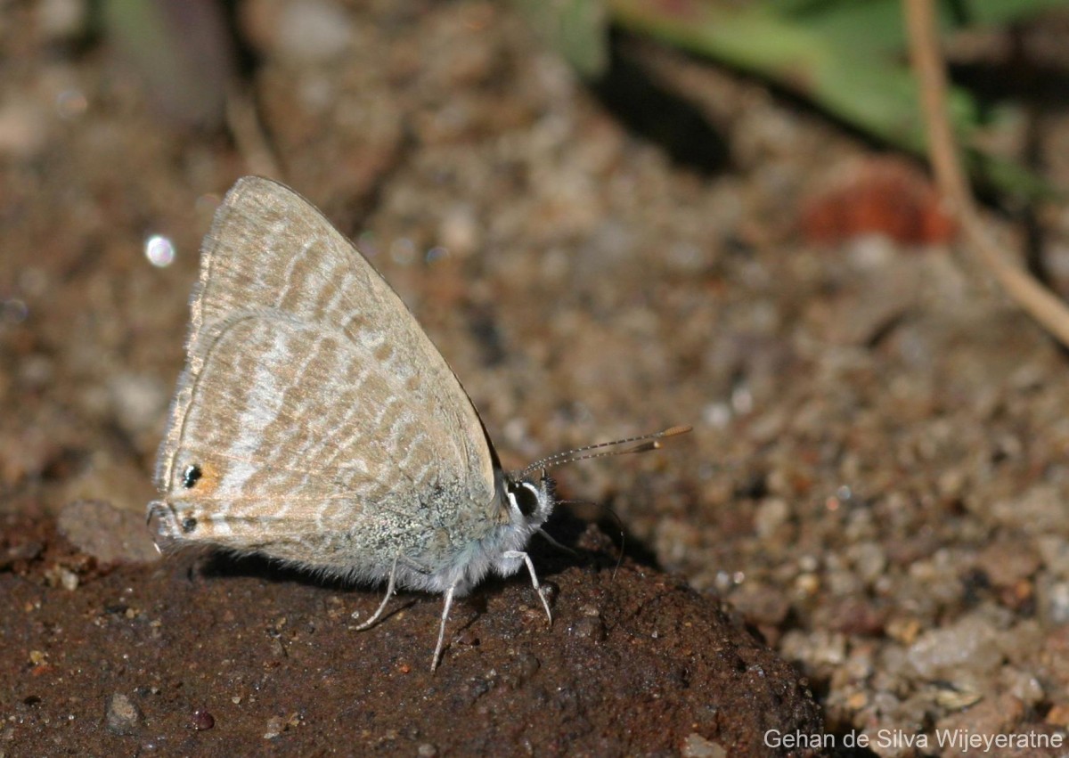 Lampides boeticus Linnaeus, 1767